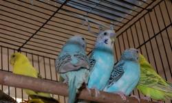 young parakeets of various colors, male and females, no shipping ,must pick up in Bronx NY
865 East 167 st near Prospect Ave.