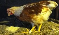 We have a gorgeous cross rooster for sale. It's mother is a Red Star hen and father is a Partridge Cochin rooster. He is very tame and loved to be held. He was hatched in September.
This ad was posted with the eBay Classifieds mobile app.