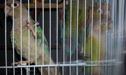 we mave many young green cheek conures for sale they are very tame. each one come with a new cage. following colors I have are rite now are:
pinapples.250
cinomons turquises 300.
turquoises.265
yellowsides. 250
if your interested email or call me.