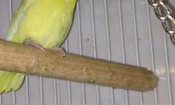 Young yellow fallow male parrotlet available was hand fed but not tamed anymore 5 months old. Please email me with your number so we can talk no emailing back and forth and no texting thank you.