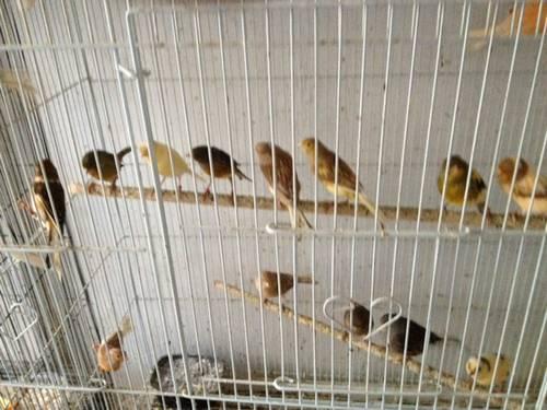 Canary Breeding Nest, Canaries, finch, finches, bird, cage in San Jose ...