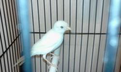 Hi my name is micheal and i am selling beautiful and healthy and clean feathered russian canaries.
1 for $80
2 for $150
call me at 917-691-1241 micheal.