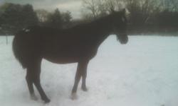 Shiloh is a 16 hand jet black Tennessee Walker. Great trail horse, easy keeper, no grain, no blanket, will go in a stall or walk in, gets along with other horses and has also been kept with cows. Not a beginner horse because he can be stubborn. Up to date