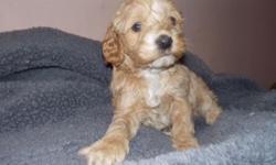 highest sought American family favorite hybrid, the adorable cockapoo...We have georeous buffs in different shades from pale to red buff . Mother is the cockerspaniel father is the mini poodle they average adult weight around 18lbs ..
All my puppies are
