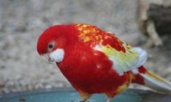 I have for sale Two 2014 hatch Unsexed Crimson Rosella Parrots.Birds will be shipped when weather permitting days. This will be more like in September/October. Price is for the two birds together.