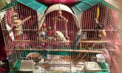 2 beautiful parakeets, with triple roof cage,with toys and accessories
$60 or best offer,I can send more pics if seriously considering taking them.
Please make an offer
call or text if interested 914-494-1799 Thank you