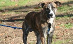 Artie- 7 month old Brindle Boxer Mix, around 25 lbs, loves to cuddle
Bucky- 1.5 years old Tri Colored Boxer Mix- 35 lbs, loves people, very gentle with Kids and other animals.
email for application, See a complete list of adoptable dogs at
