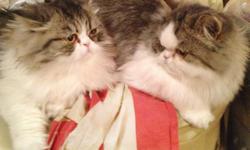Hello, i am presenting to you 2 beautiful long hair - CHUNKY, COBBY BODY, HEALTHY, PLAYFUL, LOVING, CURIOUS, VERY CHILL - persian cats. They were born on the 1 sep 13, mom and dad are short hair persian champions. These brothers love and care for each