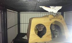 One male (light grey), one female (dark grey) chinchilla. Very friendly and loving. Not very loud, but love to jump around. Offered with three-tier cage with all their accessories (food, wheel, bottles, treats, etc)
Must go together. (Do not breed, but