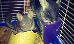 2 female chinchillas with cage. Friendly.