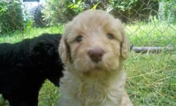 7/14/14 WE ARE LOCATED IN MARTVILLE NY BUT . WE HAVE 2 BEAUTIFUL LABRADOODLES left.THEY ARE READY FOR THEIR NEW HOMES. 1BLACK female, & 1 tan female AT THIS PRICE THEY WILL GO FAST!!!
THEY ARE SO CUTE!!! WE ENJOY HAVING A LITTER EVERY FEW YEARS WE REALLY