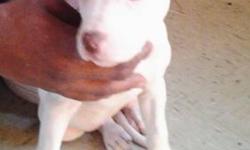 2 pure breed red nose female pitbull puppies. Colors are rare, all white red nose and chocolate brown and white red nose.. Price is negotiable $550.. Also picture of mother n father.. Great Gift for the Holiday's.. Serious buyers only. Call or text