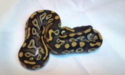 We have 2 yellow belly males for sale. We produced them ourselves. They eat like champs and will be ready to breed in a few months.