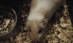 Due to severe allergies we must re-home our loving guinea pigs. Pepper is a two year old black long hair. Baby is a one year old tri-color. They are great with children. Love being held and played with. Will come with cage and accessories that we have.