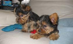 I have two purebred Yorkshire Terrier puppies for sale. They are both males. They were born on November 17, 2012, making them just over 2 months old. They will have their first shots and will be de-wormed. They also have their tails docked. Their mother