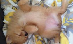 I have 2 blonde pomeranians available. They were born December 11. They do not have papers. I've been working with them on their training so they sit, lay down, sit pretty, are learning to shake; have been doing well with paper training (too cold to go