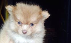 I have two beautiful Pomeranian puppies for sale one male one female. the male is a brownish/ orange color with the white belly. He is actually very adorable and playful but also loves to relax meanwhile the female is a sandy color with blue/gray eyes.