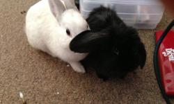 I have one small white rabbit who is neutered and a black half-lop unspayed female. They are both about 1 year.
I would like to sell them for $30 together, but I am more than willing to negotiate.