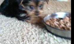 We have 2 amazing little Yorkie puppies, the largest is a two pound girl, next is her little brother who is 20 ounces. Don't let their small size fool you they are all yorkie! Very playful and active. We have had them to the vet and have not only
