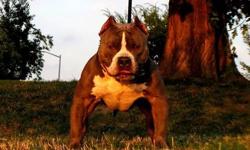 Looking for the perfect American bully? Here it is. 2x King Gotti to my foundation female Roxy Old School Edge at its finest .Taking $250 non refundable deposits. Please call or text (347)344-4003 Serious inquiries only thanks a lot and have a great day.