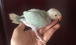 3 baby indian Ringnecks abailable. They are 6-7 weeks old eating formula 3 times a day. Will start nibbling on seeds any dat now.
The albino (white) Ringneck is $350 red eyes
The blue lacewing Ringneck is $450
The torquoise lacewing Ringneck is $450