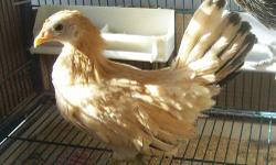 I Have For Sale A Trio Of Bantam Pullets. Not Exactly Sure Of The Breed But They Look Either Japanese, Dutch or Old English Game. See The Photos Below. $30.00 For All 3. Hatched 10/16/12 Under A Silkie Hen. They Must Go Together. NO SHIPPING!! They Have