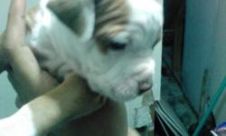 Pitbull puppies ready for today contact me at 9177955633