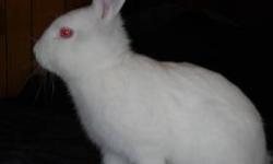 3 Male Miniature Rex & Lion-head Rabbits
About 2 1/2 to 3 months old
1 Albino Rex, 1 Albino Lion-head and 1 White and Dark Grey spotted Rex
They are extremely loving and all have different personalities
They love to play and just need some TLC from a