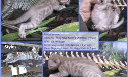 2 male & 1 female marble Bengal / snow shoe kittens just born 5/24. 100$ each . if interested please email me with email address and contact info for pics/ more info .