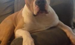 Beautiful 3 year old male pit...looking for someone to adopt. Needs a lot of love. Preferably no other dogs ...and no kids...please email for more info asap
This ad was posted with the eBay Classifieds mobile app.