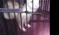 4 Ferrets: 2 year old Female (Bandit); 1 year old Male (Wolfie); 1 year old Male (Moose); 9 month old Male (Gilbert). They are all well behaved. They love to be held and played with. Bandit is mostly white with a ring of darker hair around her neck and a