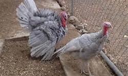 4 pair blue slate turkeys 2013 hutch $40.00 each will trade for stuff