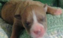 Very cute short bred dogs. Blue nose pitbulls beautiful colors. They are ready for new loving homes. Feel Free To Contact.
Prefered to be contacted by phone 5855637718