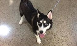Female husky puppy 5 months old pure breed has all her shots and papers potty trained has a cage food wee wee pads lots of toys and a leash she is very friendly sky blue eyes
This ad was posted with the eBay Classifieds mobile app.