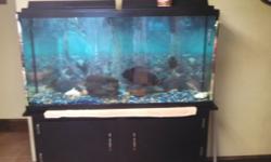 Hi I have a 60 gallon tank complete it comes with 2 power filters air pump and big OSCAR! Stand also has 2 drawers underneath for storage. You will get all the aseerories I have for cleaning the tank and the OSCARS food I have left.I need to sell moving