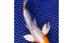 6" Hariwake Butterfly Koi
Size is approximate.
All fish are from my personal pond.
I am unable to ship so fish must be picked up. You will need
an appropriate size container with cover.
If you are travelling over 30 minutes in 70+ temperature, you should