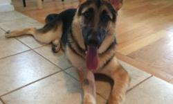 Looking for a new home for my German shepherd. His name is Riley and he is microchipped, up to date shots and neutered. He is a great dog and good with kids. I am in the military and unfortunately I will not be able to take care of him.
This ad was posted