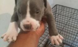 I have 8 beautiful blue nose pitbulls born August 3rd.
* 5 grey color 3 fawns
*6 females 2 males
They will be ready to go within the next few weeks, pricing starting at 300 plz contact for details. 1st Come 1st served!!!