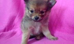 I have 8 pomeranian puppies-Valentines day ready.
They were born on Christmas Eve, vet checked, first shots, and started their 6 week deworming schedule starting 2/6/15.
I have 3 boys and 5 girls. All of them are the sable color except one boy and one