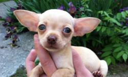 8 week old chihuahua puppies.. Litter of 2 females.. Will be vet checked and have 1st shots. Please call (845)392-3097