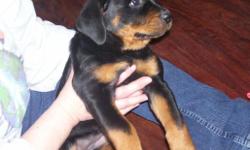 I have 2 large AKC female rottweiler puppies that are 9 weeks. Born on Jan 20th 2014 they have their tails docked, dew claws removed, vet checked,shots, wormed & come with their AKC reg. papers.
$800. with full registration $600. limited