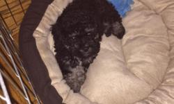 I'm looking to sell a black, purebred miniature poodle. He is almost 9 weeks old, born on 11/29/14. He is intelligent, playful, and affectionate.
Should you have any questions or interest, feel free to contact me.