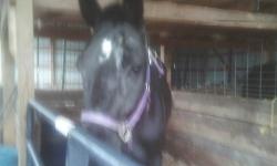 9 yr old stdbr mare for sale 1,000 . came off track 6 wks ago , been on buggy about 5 wks , traffic safe and sound ,good trotter ,well mannered and friendly.people really interested call 315-759-9603 thank you
