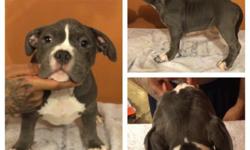 *ABKC REGISTERED* 100% PURE BREED AMERICAN BULLY PUPS FOR SALE! They are 9 1/2 weeks old, have 1st round of shots, and have been dewormed already. The bone structure on these pups is RIDICULOUS! Hurry only 3 left, these pups won't last! 1 male and 2