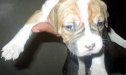 ABRA Registered American bulldog stud call or text for information