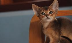 We are a small home cattery of Abyssinian cats.
We breed Aby according CFA standards and pay a lot attention for the health and social development.
Our cats are our family They grow up with our kids.
Currently, we have rudy and blue Abyssinian kittens