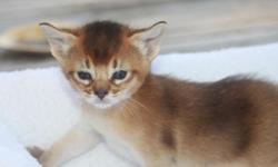We breed Abyssinian Kittens for seven years according CFA standard. They are pet/show quality purebred rudy and blue Abyssinian kittens available for reservation. All of our cats are registered with the CFA, PK and FELV negative. Kittens are raised