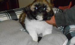 Female Shih Tzu Puppy, Last one left of her litter. ACA Registration, DewClaws Removed, Has Been Vet Checked, Health Certificate, First Shots and Worming. Also included is puppy kit, with Starter Food. Raised Underfoot, Well Socialized with other dogs,