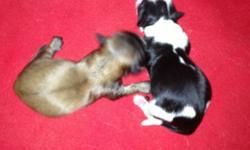 2 Male Shih Tzu Puppies. ACA Registration, Will be Vet Checked, Health Certificate, First Shots and Worming. Also included is puppy kit, with Starter Food. Raised Underfoot, Well Socialized with other dogs, cats and kids! Parents on Premises. Excellent