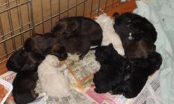one litter(5)miniature poodle puppies and one litter(5)Mini-long haired dachshunds..ACA purebred,healthy and smart..will be ready to go 7/26..will be health checked,wormed(twice)and have their first shots..please **CALL** 607-729-0347 between 8am & 7pm